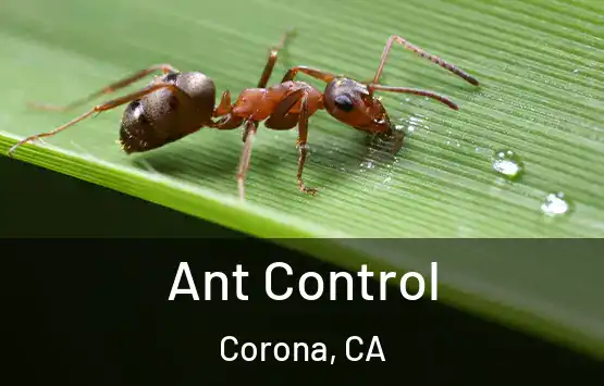  Ant Control Corona, CA