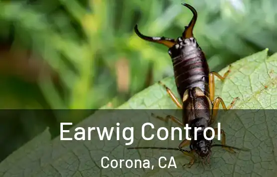  Earwig Control Corona, CA