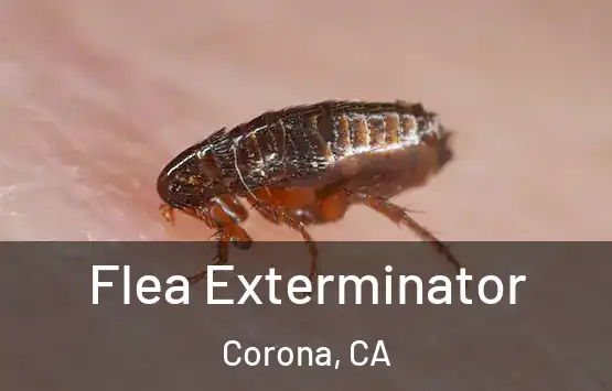  Flea Exterminator Corona, CA
