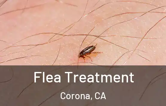  Flea Treatment Corona, CA