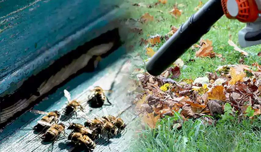 Wasps Pest Control Corona, CA