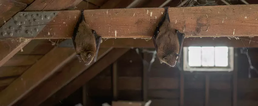 bat-exterminator in Corona, CA