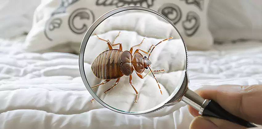 bed-bug-pest-control in Corona, CA