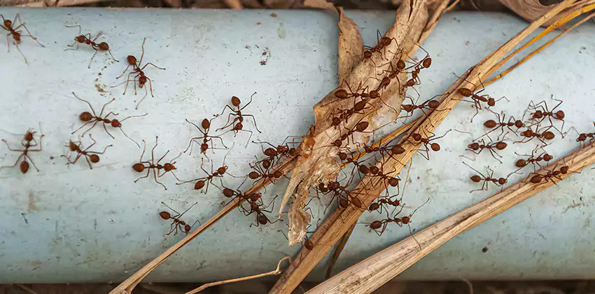 Fire Ant Extermination in Yards, Parks, and Outdoor Spaces Corona, CA