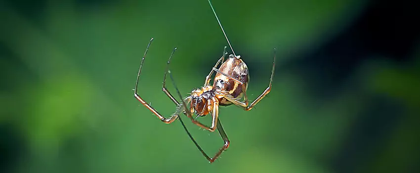 Spider and Mosquito Control Solutions Corona, CA