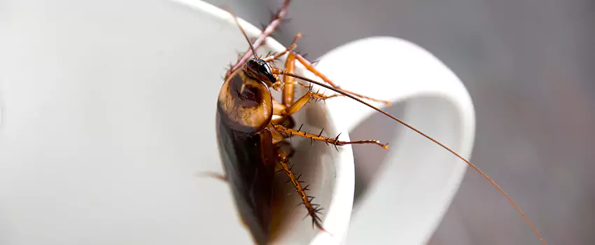 cockroach-treatment in Corona, CA