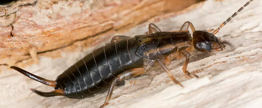 earwig-control in Corona, CA