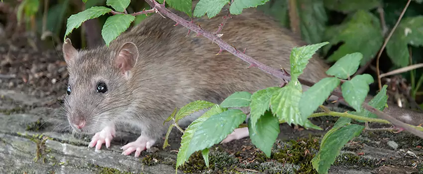 mice-control in Corona, CA