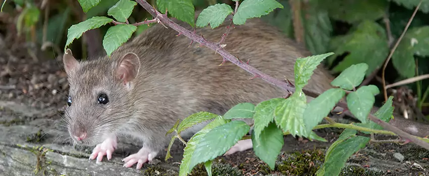 mouse-control in Corona, CA