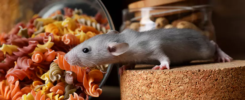 mouse-exterminator in Corona, CA