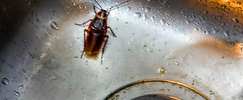 roach-control in Corona, CA