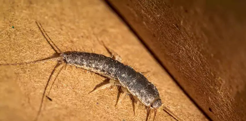 silverfish-control in Corona, CA