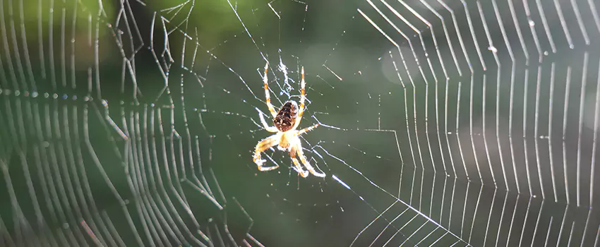 spider-pest-control in Corona, CA