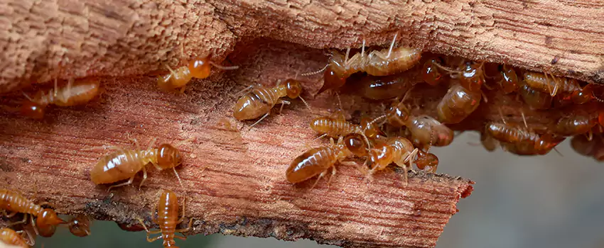 termite-treatment in Corona, CA