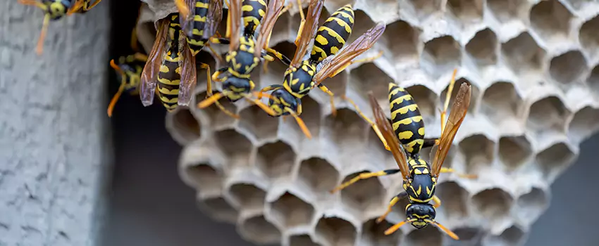 wasp-pest-control in Corona, CA