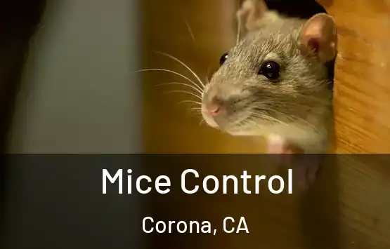  Mice Control Corona, CA