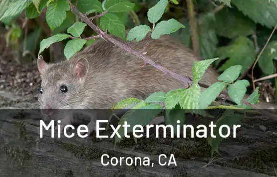  Mice Exterminator Corona, CA
