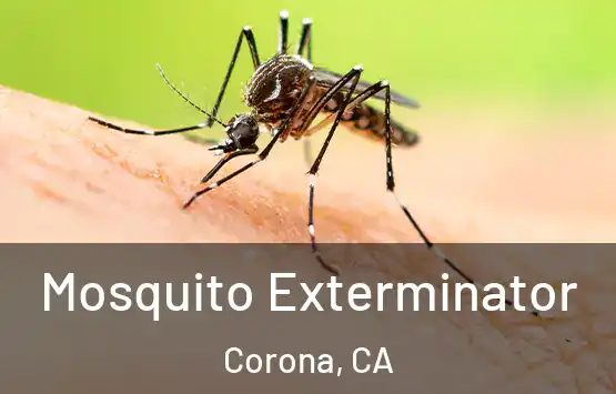  Mosquito Exterminator Corona, CA