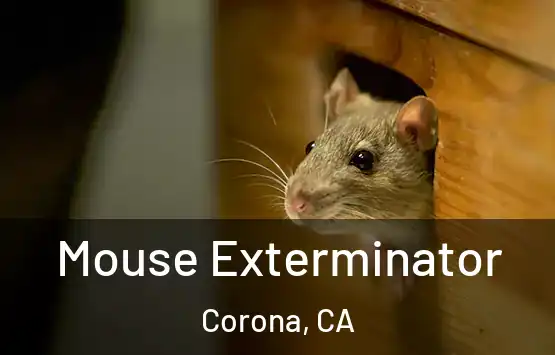  Mouse Exterminator Corona, CA
