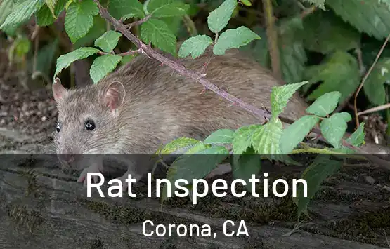  Rat Inspection Corona, CA
