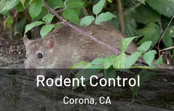  Rodent Control Corona, CA