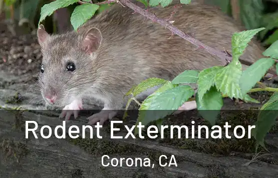  Rodent Exterminator Corona, CA