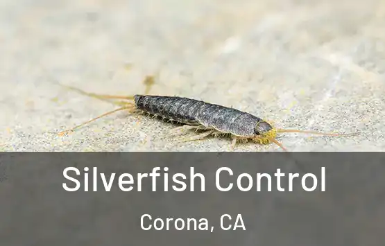  Silverfish Control Corona, CA