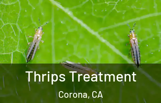  Thrips Treatment Corona, CA