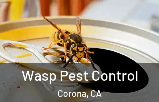  Wasp Pest Control Corona, CA
