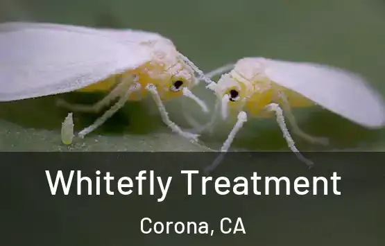  Whitefly Treatment Corona, CA