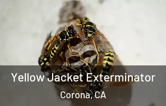  Yellow Jacket Exterminator Corona, CA